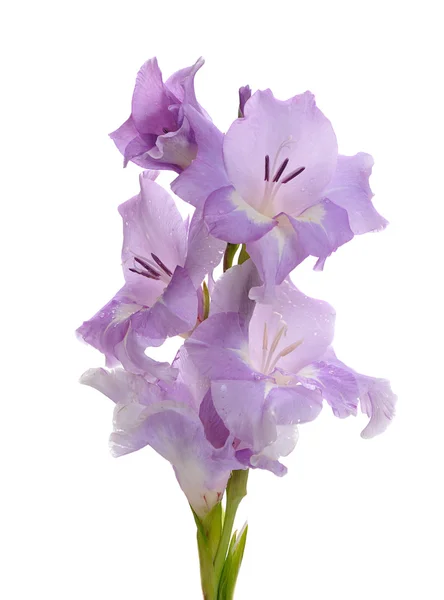 Lilac gladiolus — Stock Photo, Image