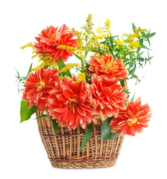 Fiori di Georgina — Foto Stock