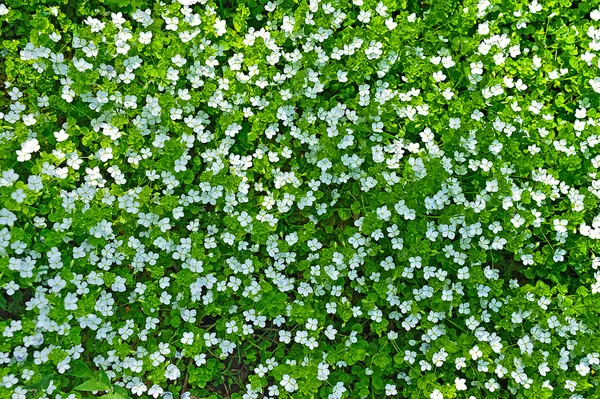 Grön gräs bakgrund — Stockfoto