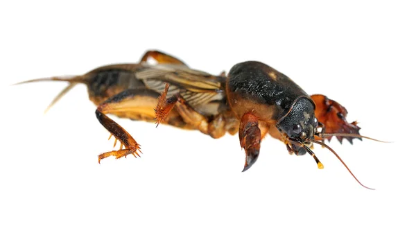 Mole cricket — Stock Photo, Image