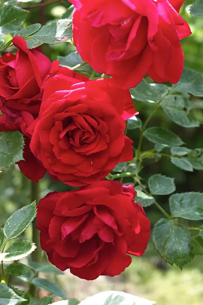 Zomertuin — Stockfoto