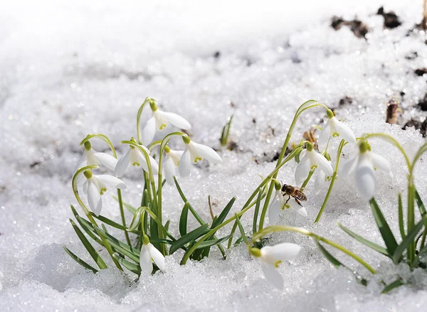 Snowdrops on show — Stock Photo, Image