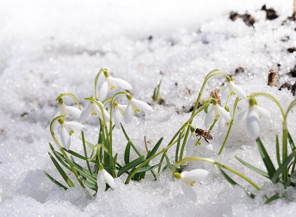 snowdrops on show