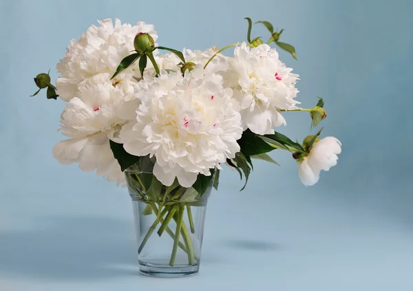 White peony — Stock Photo, Image