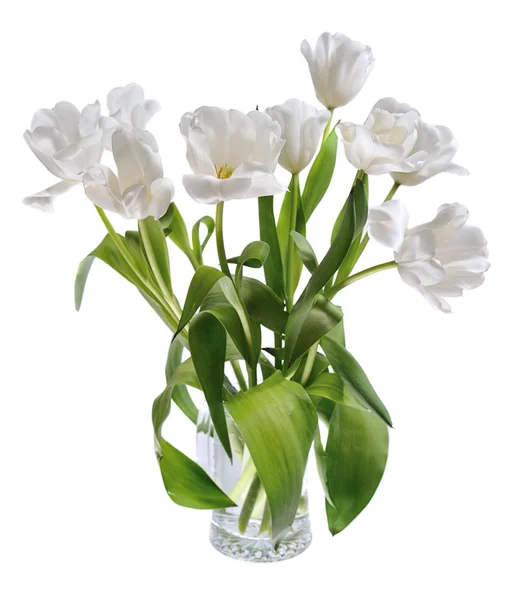 Tulipanes blancos — Foto de Stock