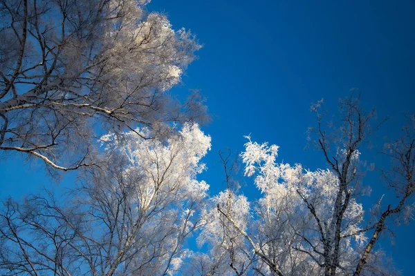 Forêt Hivernale Enneigée Gel Sur Fond Ciel Bleu — Photo