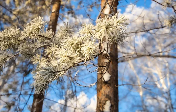 Forêt Hivernale Enneigée Gel Sur Fond Ciel Bleu — Photo