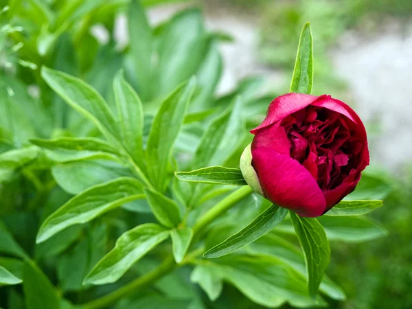 Pion blomma Stockbild