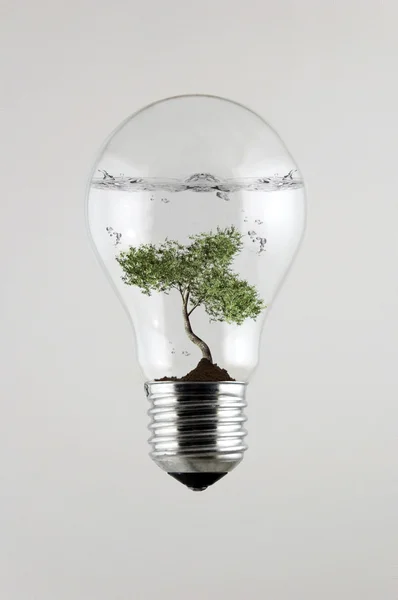 Tree inside the Light Bulb — Stock Photo, Image