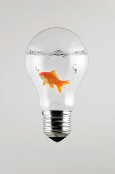 Fish inside the Light Bulb — Stock Photo, Image