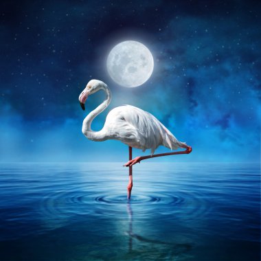 Gecenin flamingo kuşu