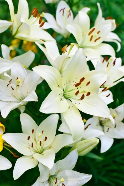 Valkoiset liljat — kuvapankkivalokuva