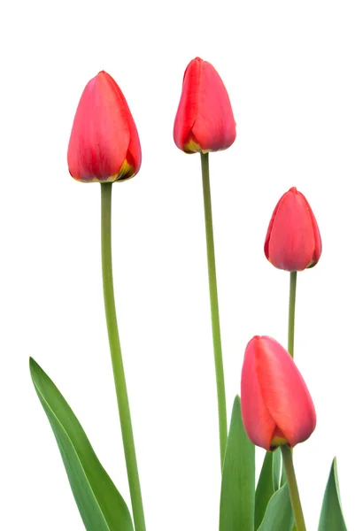 Tulipas — Fotografia de Stock