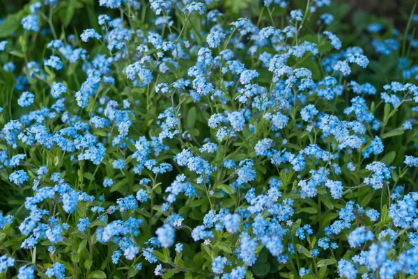 Vergissmeinnicht-Hintergrund — Stockfoto