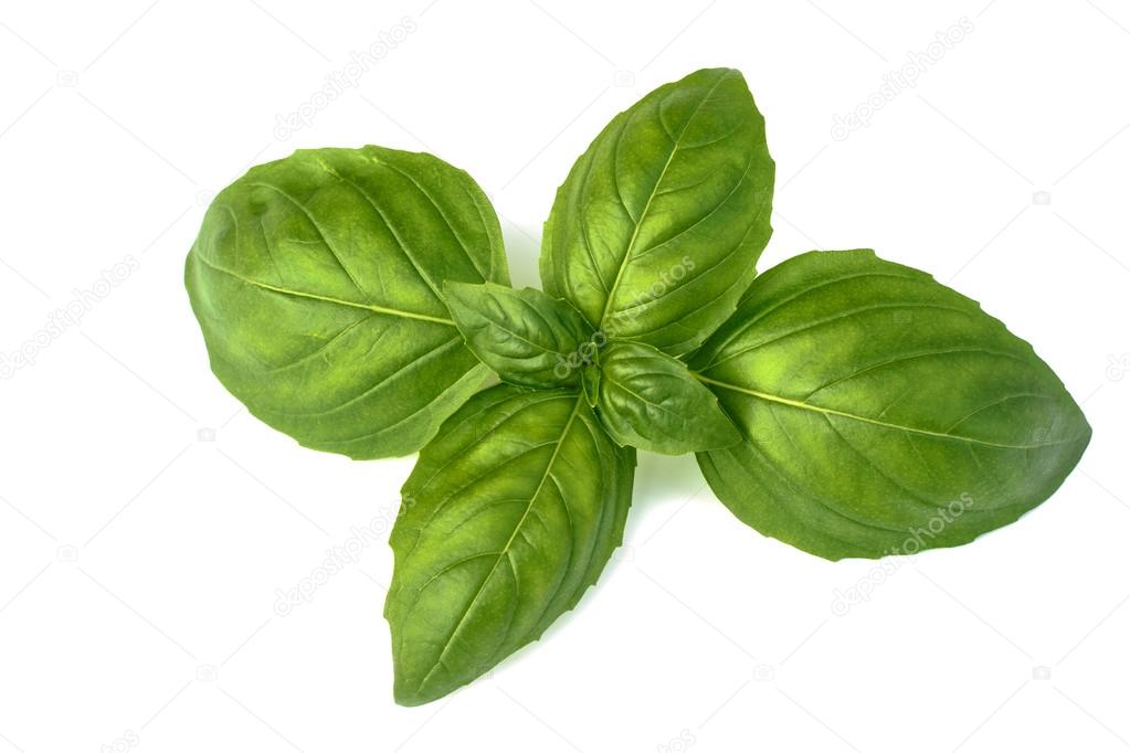 basil