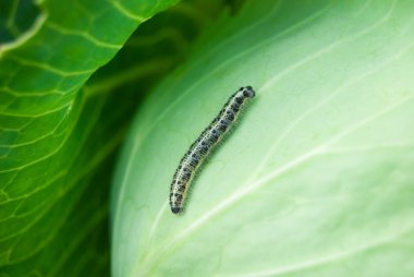 Caterpillar lahana üzerinde