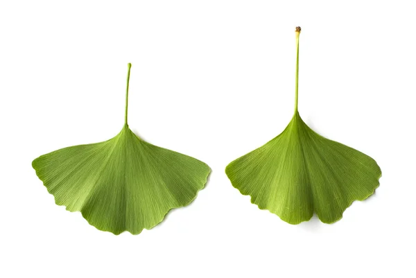 Ginkgo biloba — Foto de Stock