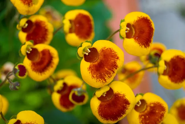 Calceolaria bloemen — Stockfoto