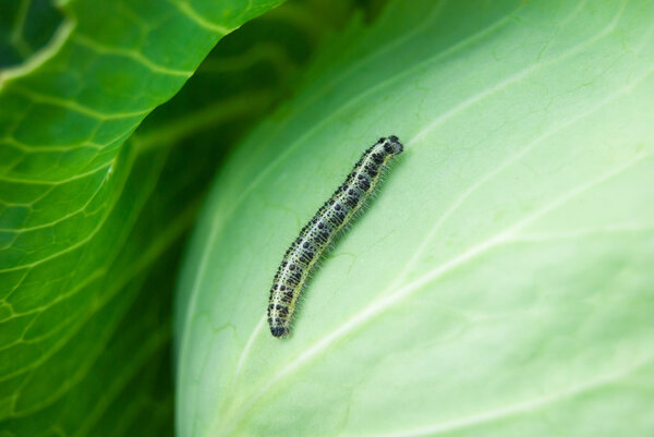 caterpillar on cabbage