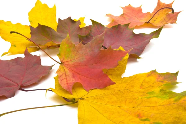 Arce hojas de otoño — Foto de Stock