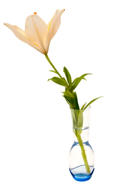 Beige lily in vaas, geïsoleerd op witte achtergrond — Stockfoto