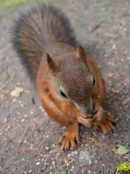 Écureuil roux mangeant la noix — Photo