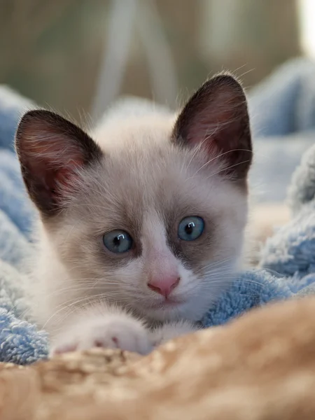 Kitten breed snowshoe, two monthes — Stock Photo, Image