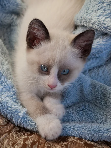 Gatito crianza snowshoe, dos meses — Foto de Stock