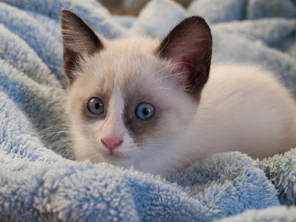 Gatito crianza snowshoe, dos meses — Foto de Stock