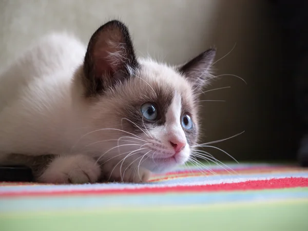 Kitten breed snowshoe, two monthes — Stock Photo, Image