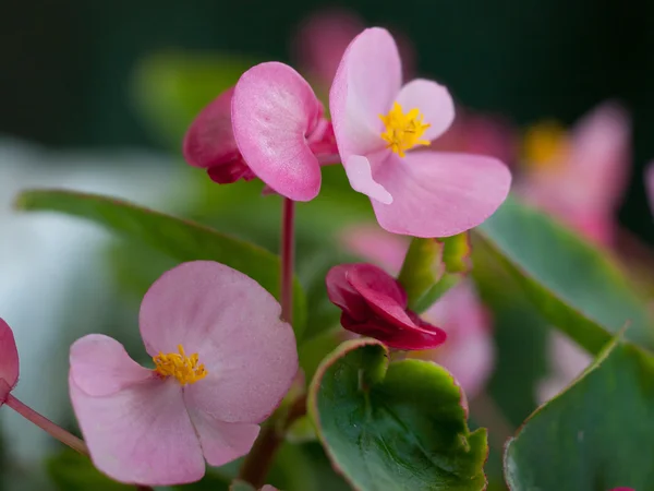 Begonia semperflorens Stock Photos, Royalty Free Begonia ...
