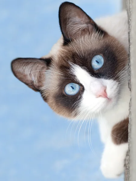 Katzenzucht Schneeschuh schaut in Kamera — Stockfoto