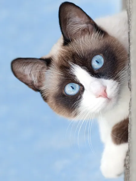 Gato raça snowshoe olhando para a câmera Fotografias De Stock Royalty-Free