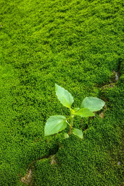 küçük ağaç, hayatın başlangıcı