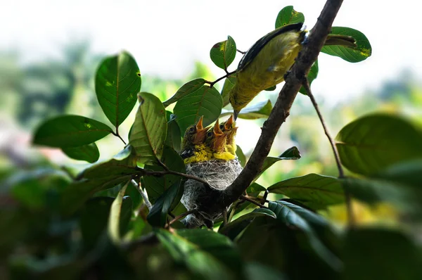 kuş yuvada üç aç açık ağızlı kızlar için besleme.