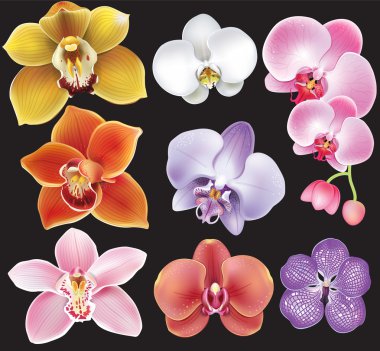 Collection of orchid flower clipart