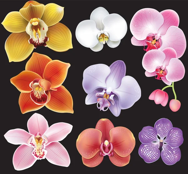 Sammlung von Orchideenblumen — Stockvektor