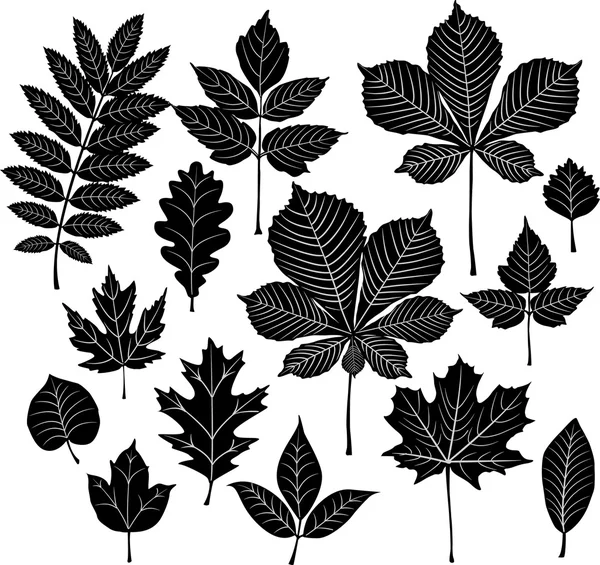 Set of silhouette leaf — Stock Vector © wikki33 #2630138