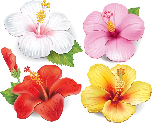 Hibiscus kümesi — Stok Vektör