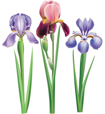 Iris'in çiçekler