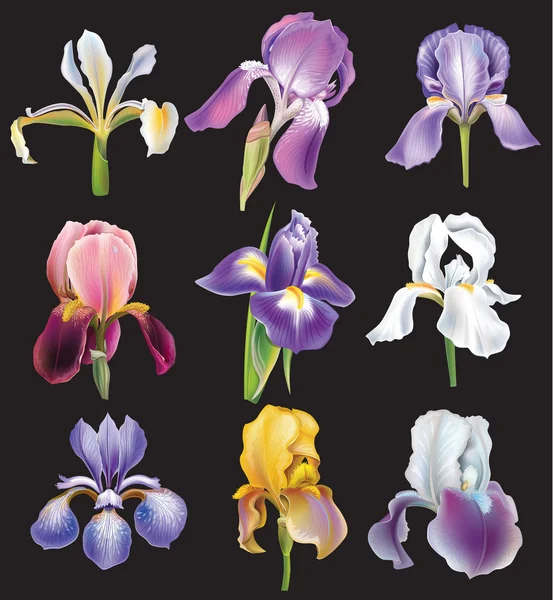 Uppsättning av iris blommor — Stock vektor