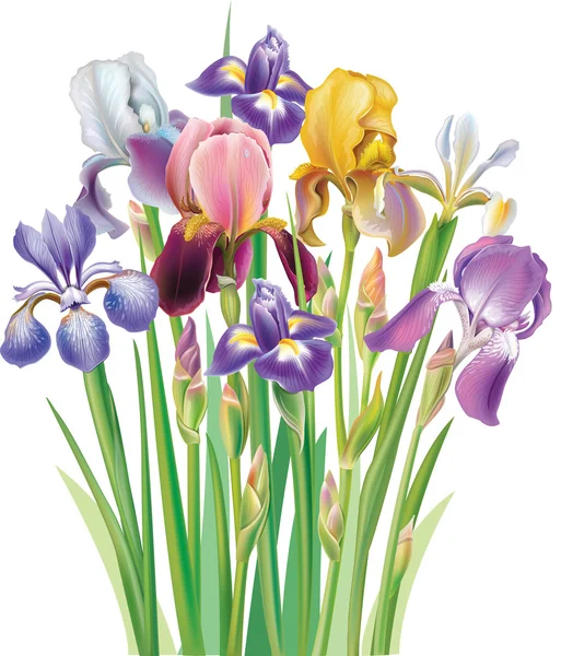 Bouquet di fiori di Iris — Vettoriale Stock