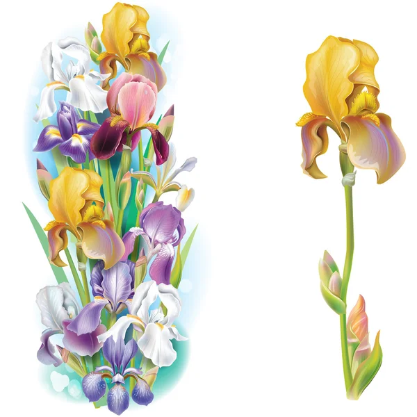 Guirnaldas de flores de iris — Stockvector