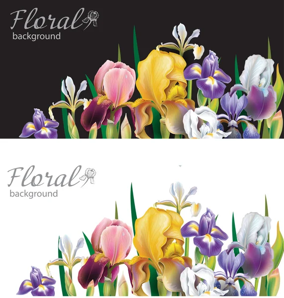 Banners con flores de iris — Vector de stock