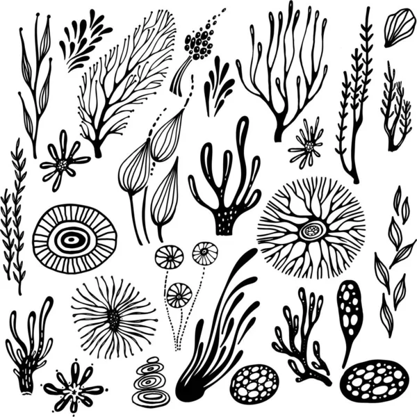 Elements with underwater seaweed motifs — Vector de stock