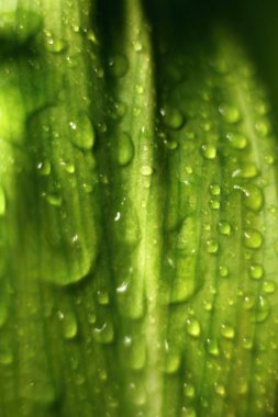 Yağmur damlaları ile yaprak