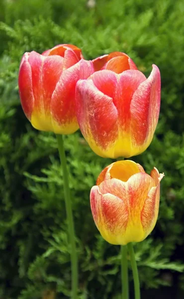 Tres tulipanes — Foto de Stock