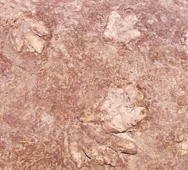 Hadrosaurian (duckbilled) dinosaur foot print in Arizona — Stock Photo, Image