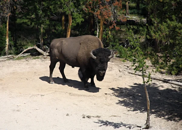 Wild bison in het nationaal park yellowstone — Stockfoto