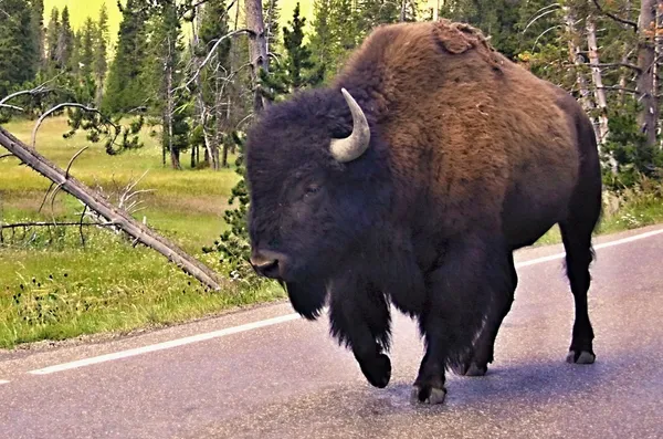 Bisonte selvagem no parque nacional de Yellowstone — Fotografia de Stock